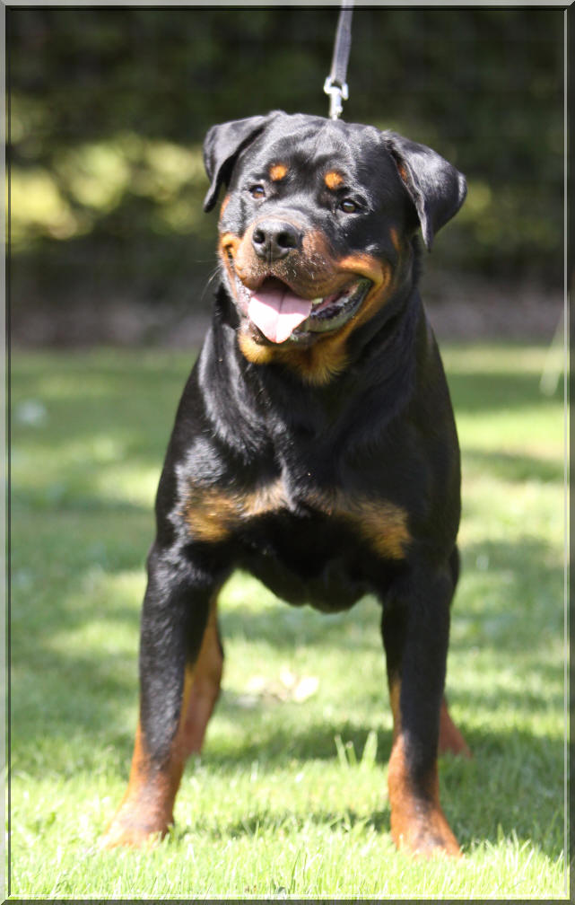 rottweiler mle 