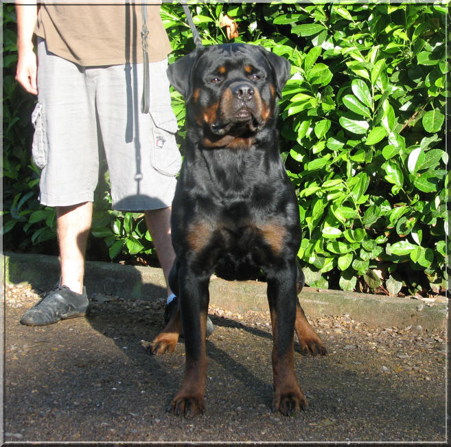 rottweiler mle 