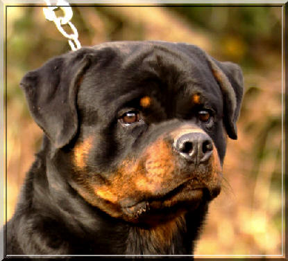 rottweiler mle de 12mois