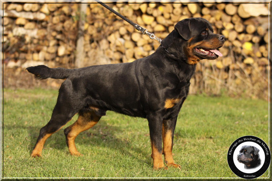 rottweiler Cyrko du Rocher de Mutzig