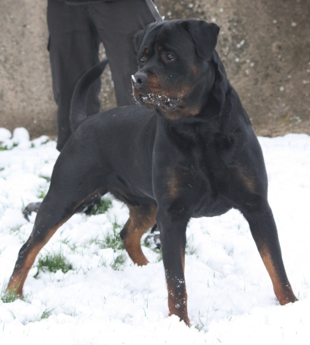 rottweiler Delko du Rocher de Mutzig