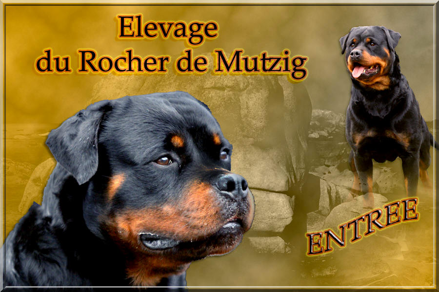  Elevage Rottweiler du Rocher de Mutzig