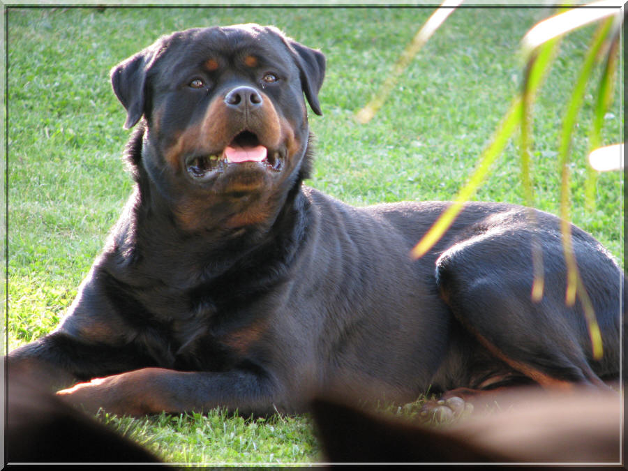 Rottweiler Dollar du rocher de mutzig