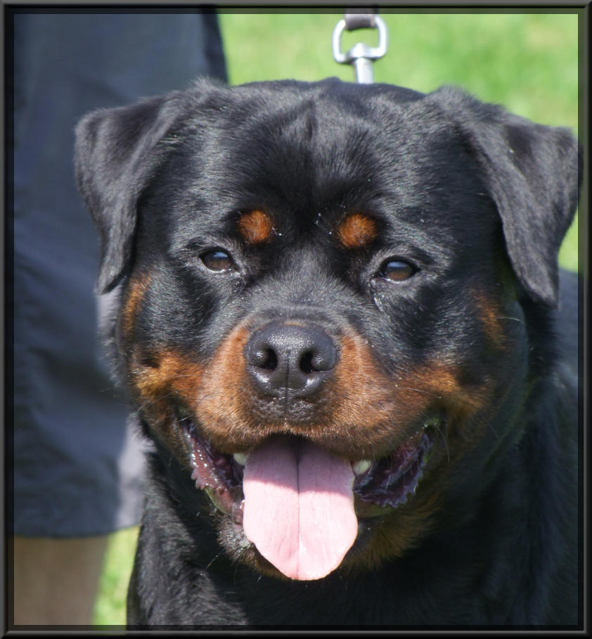 Rottweiler Dalton du rocher de mutzig