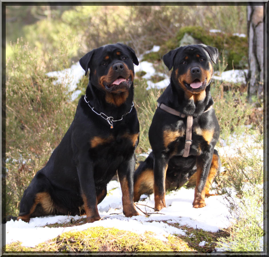 rottweiler Denso et Deby du Rocher de Mutzig