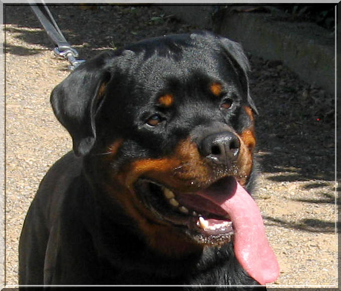 Rottweiler - Dick du rocher de mutzig