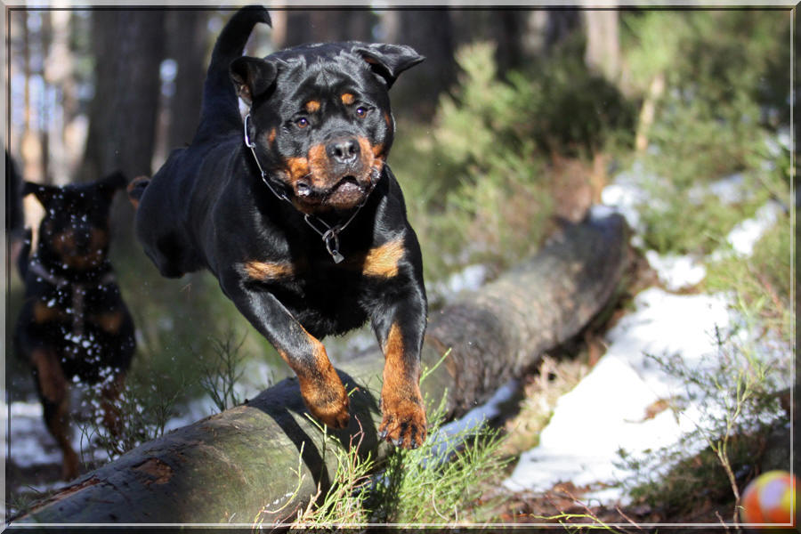 rottweiler mle de 12mois