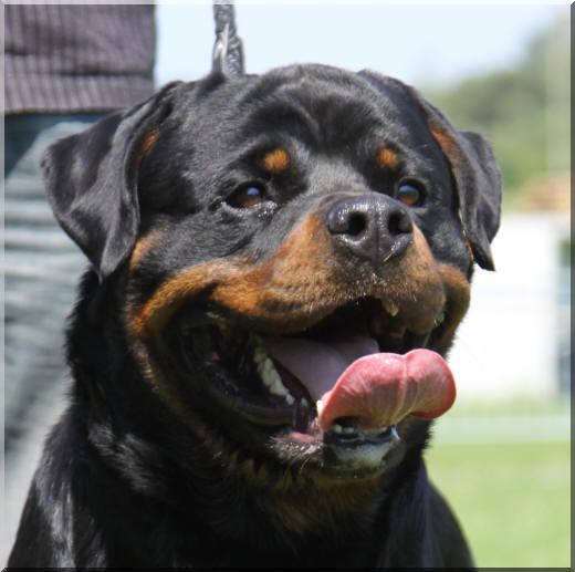 Rottweiler - Cyrko du Rocher de Mutzig