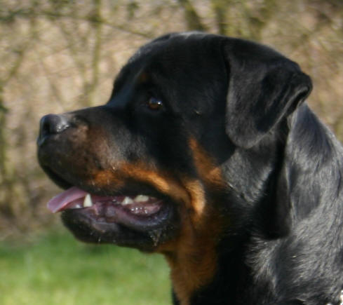 rottweiler Brook du Rocher de Mutzig
