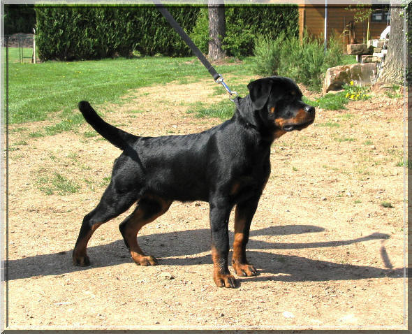 rottweiler Delko du Rocher de Mutzig 5 mois