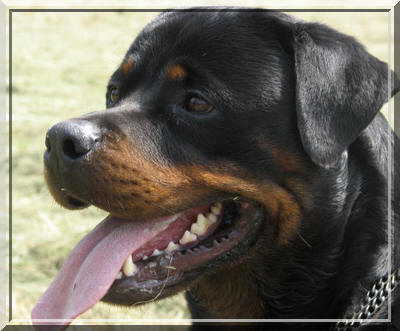 rottweiler Angel du Rocher de Mutzig