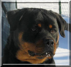 rottweiler Easy du Rocher de Mutzig