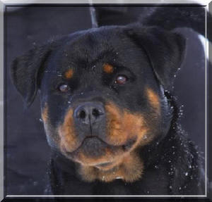 rottweiler Deb du Rocher de Mutzig