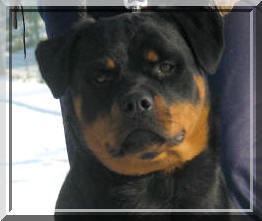 rottweiler flash girl du Rocher de Mutzig